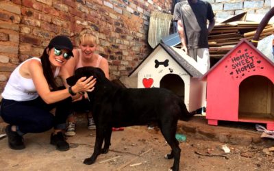 Kennel Build and Distribution