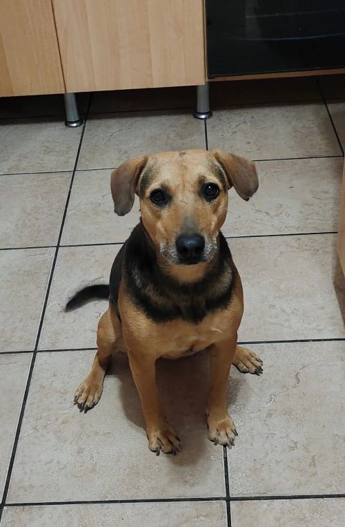 Woodrock Animal Rescue - Jolene