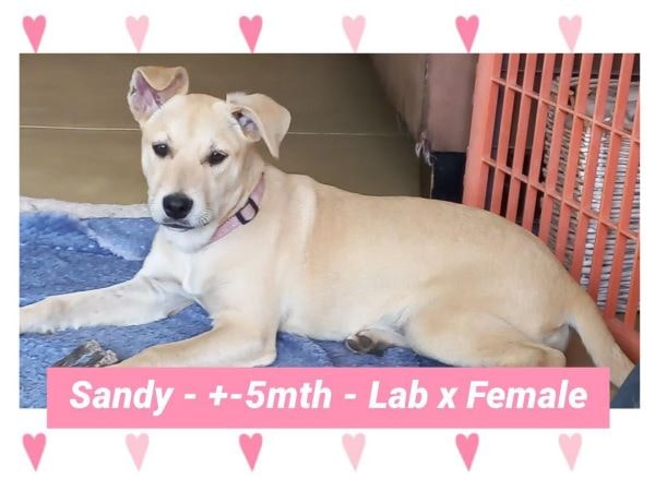 Woodrock Animal Rescue - Sandy